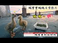 鵝寶寶鵝鵝日常 第六天 Day 6影片記錄