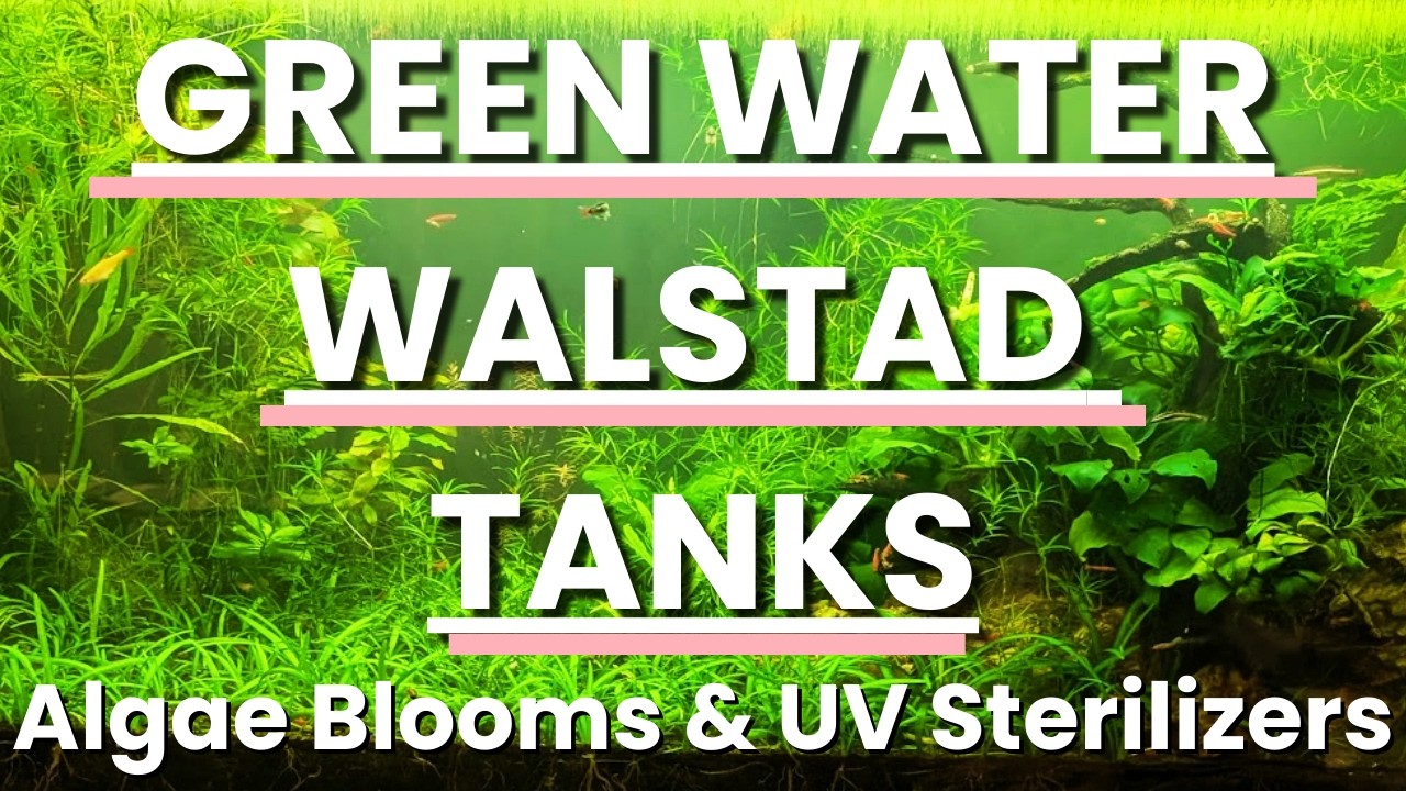 Fixing GREEN WATER in WALSTAD Planted Tanks - Explaining Algae Blooms & UV Sterilizers