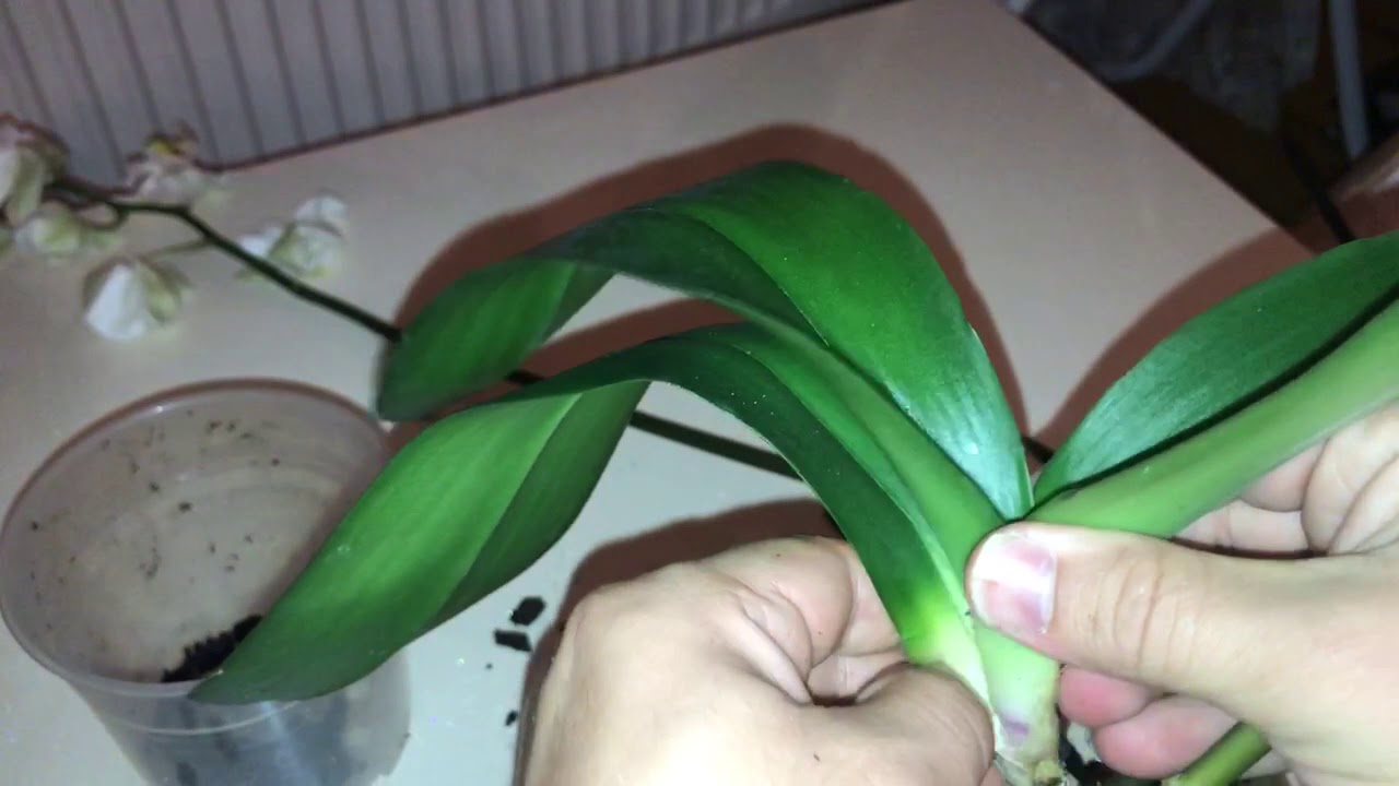 Orkidemin çiçekleri soldu. Ne yapmalıyım. Orkide çiçeklerinin dökülmesi