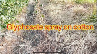 Effect of glyphosate on non transgenic cotton | weed control