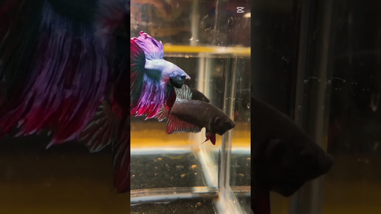 NZ Betta Farm Cambodia 🇰🇭🐠🐠