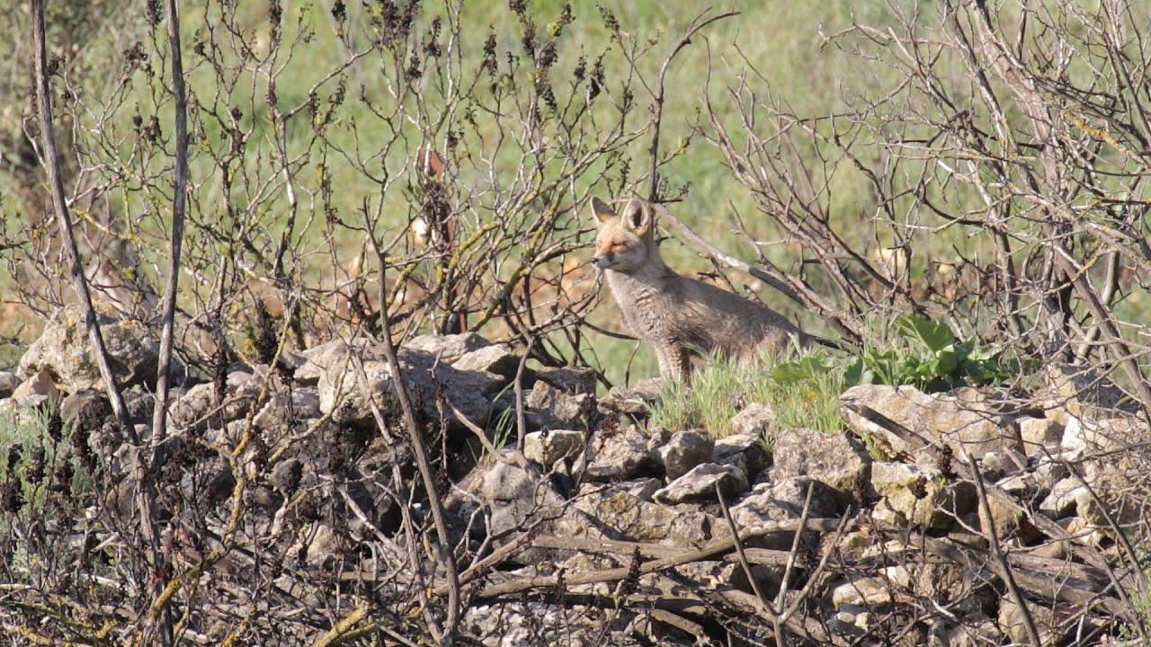 wildlife videos national geographic download fox vs chuckar שועל וחגלות
