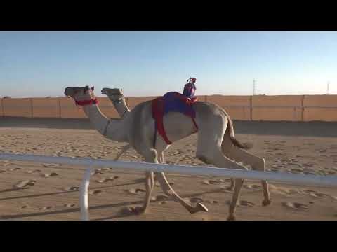 ش4 قعدان جذاع 1447 06 01ه 2025 11 22م الاسد عواض مزيد بريكان الشلوي