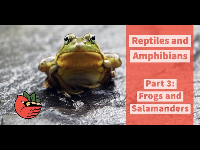Reptiles and Amphibians Part 3: Frogs & Salamanders - YouTube