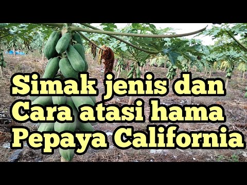 Video: Pengobatan Hama Pawpaw: Cara Mengatasi Hama Umum Pawpaw