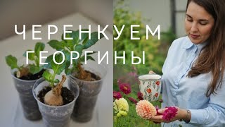 ЧЕРЕНКУЕМ ГЕОРГИНЫ ВЕСНОЙ