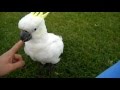 Playing with Cockatoo in Sydney