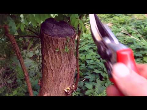 Pollard - Managing First Year Regrowth
