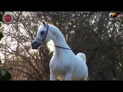 شيلة ياويل من يجرحنه ظافر الحبابي الخيول مربط الشقب