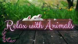 Relax with Music and Animals