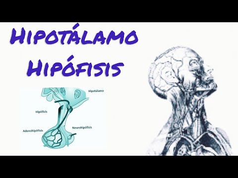 Sistema Endocrino HIPOTÁLAMO-HIPÓFISIS¿Qué