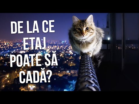 Video: Infecția Cu Mycoplasma Spp., Virusul Imunodeficienței Feline și Virusul Leucemiei Feline La Pisicile Dintr-o Zonă Endemică Pentru Leishmaniaza Viscerală