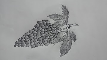 How to draw grapes with pencil Shading // Realistic Fruit Drawing Tutoials // Graphite Techniques