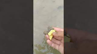 beautiful gold found in river water #shorts #lookingforgold #gold #gettinggold #Crystal