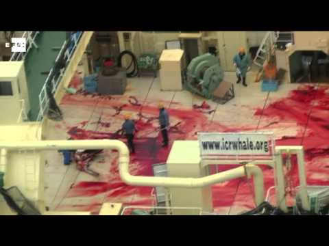 Video: Japón Inicia La Primera Caza De Ballenas Desde La Sentencia De La Corte De La ONU