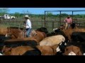 Spade Ranches - 2010 AQHA/Pfizer Animal Health Best Remuda winner