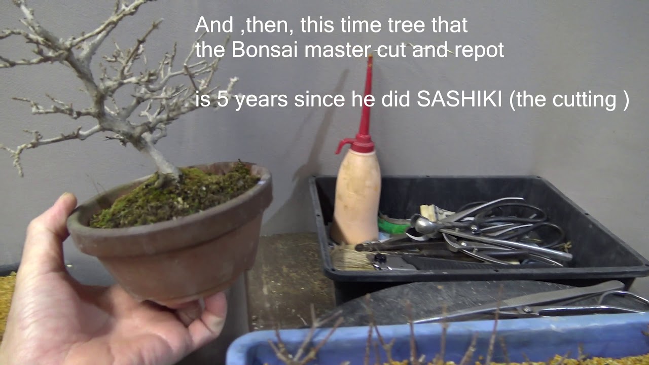 盆栽Bonsai 匂い楓NIOI KAEDE Maple Part 1. 挿し木SASHIKI. - YouTube