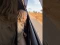 Lion Closing In! Save the Fawn ライオン迫る！子鹿を救え