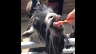 Funny Vine Video Clips Apr 2015 - Doritos nom nom nom