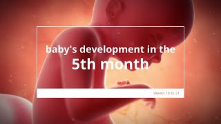 Baby's Development in Month 5 of #Pregnancy | Fetal Growth & Development | 5 Months #Pregnant