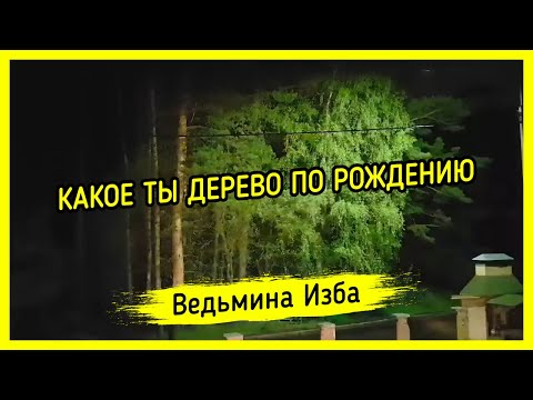 КАКОЕ ТЫ ДЕРЕВО ПО РОЖДЕНИЮ. ВЕДЬМИНА ИЗБА ▶️ МАГИЯ