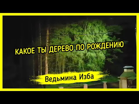 КАКОЕ ТЫ ДЕРЕВО ПО РОЖДЕНИЮ. ВЕДЬМИНА ИЗБА ▶️ МАГИЯ