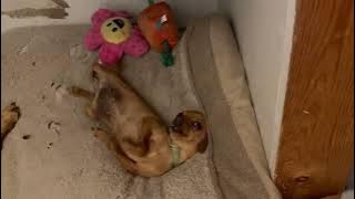 Dog Cutely Tries to Avoid Going to Bed - 1770296