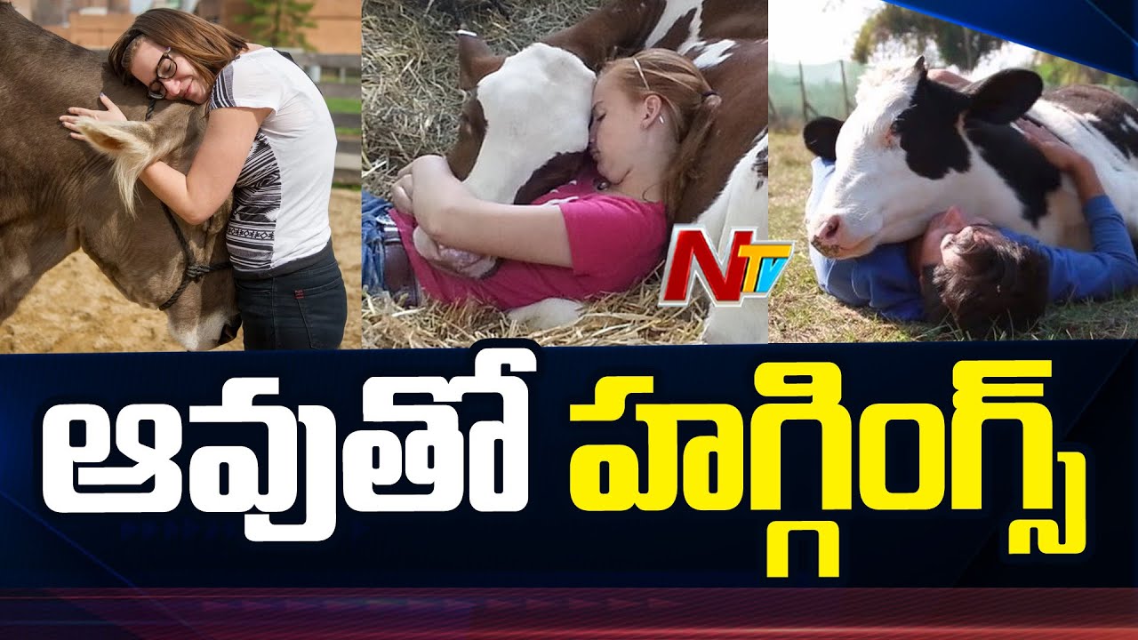 ఆవుతో హగ్గింగ్స్  | Is Cow Hugging the world's new wellness trend? | Ntv