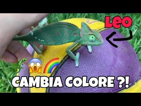 Video: Come Cambia Colore Un Camaleonte