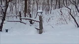 A Very Drunk Squirrel Funny