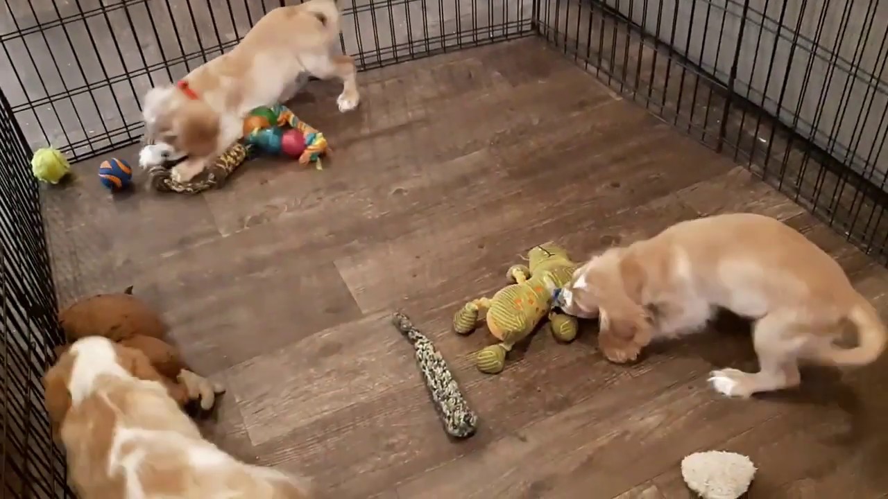 Cocker Spaniel Playing Cocker spaniel puppies playing - YouTube