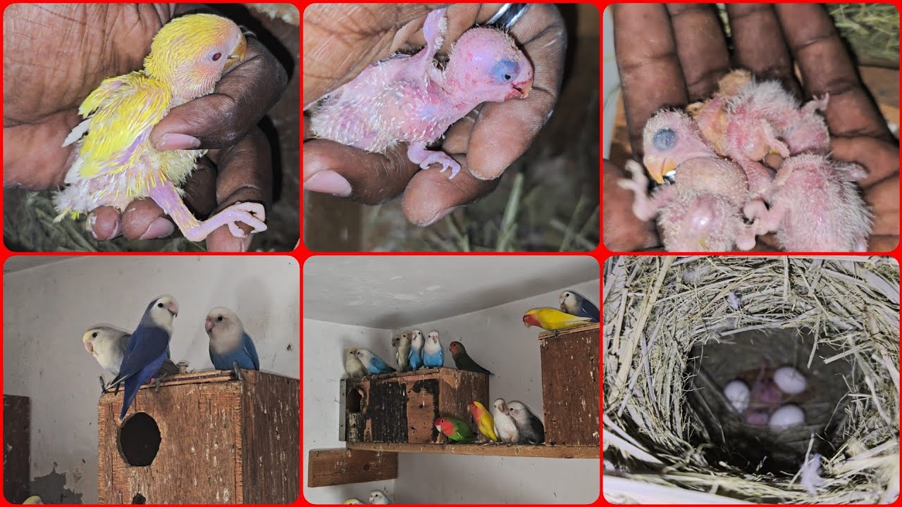 Our love birds colony December month breeding updates /@janyvlogstamil #tamil #africanlovebirds