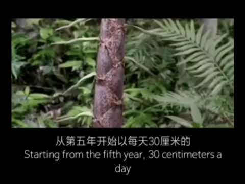 你知道竹子定律吗？