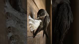 The World's Most Expensive Bird Saliva 🐦⬛