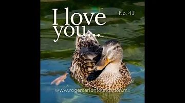 I LOVE YOU MORE THAN YESTERDAY... Card No. 41 - (By Roger Carlon Foundation)