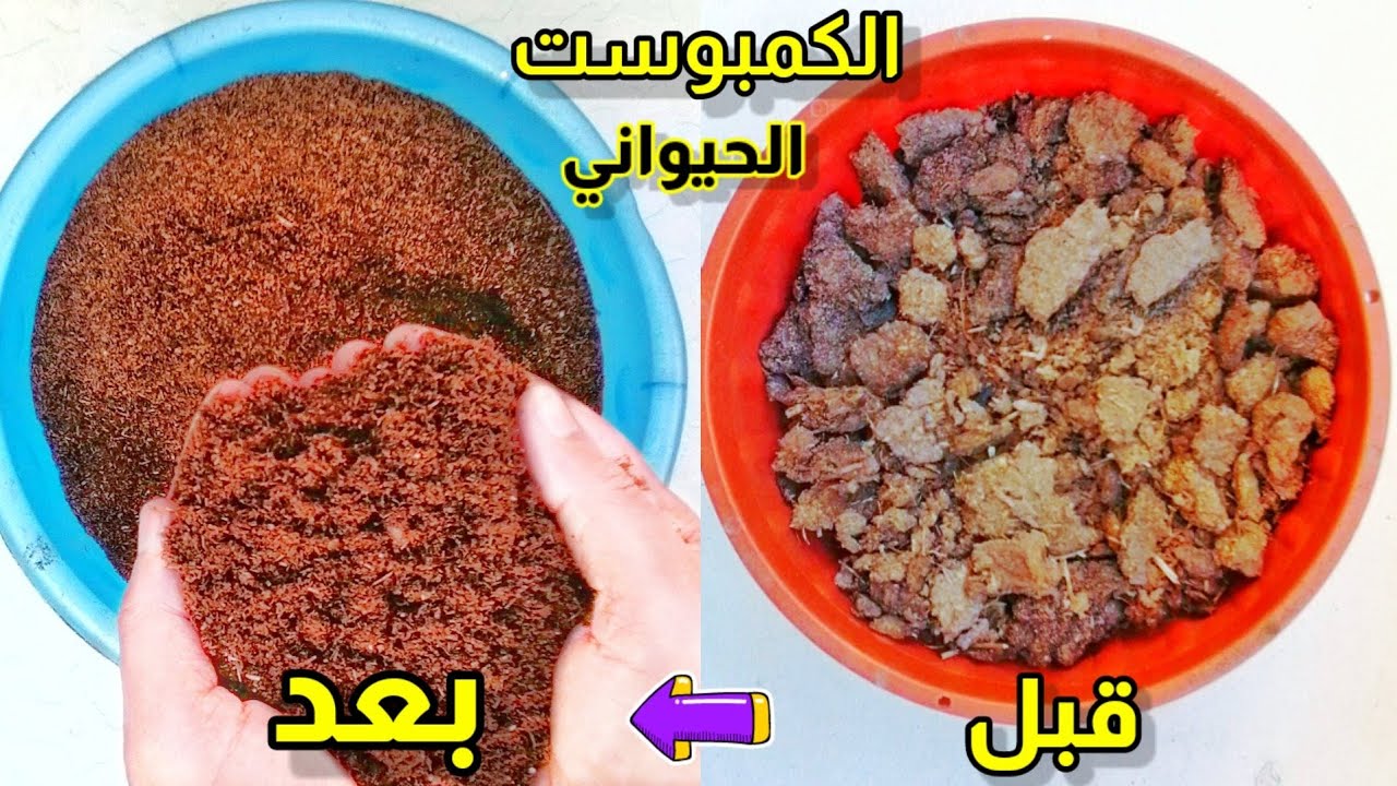 الكمبوست الحيواني أفضل غذاء  لجميع النباتات بدون رائحة كريهة