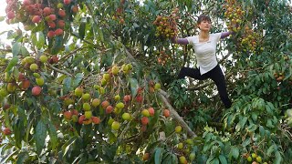 Harvest lychees and sell them at the village market  Duong harvesting, Green forest farm