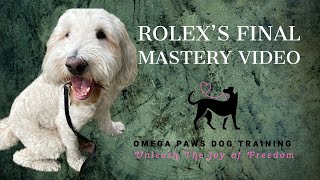 Rolex Final Mastery Video | Labradoodle Dog Training