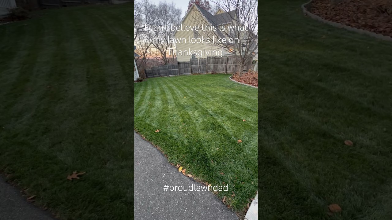I can't believe this is what my lawn looks like on Thanksgiving 