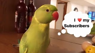 Ricco the Talking Parrot wants to thank all his subscribers ❤️ screenshot 5