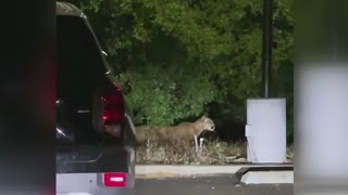 New mountain lion spotted in Griffith Park