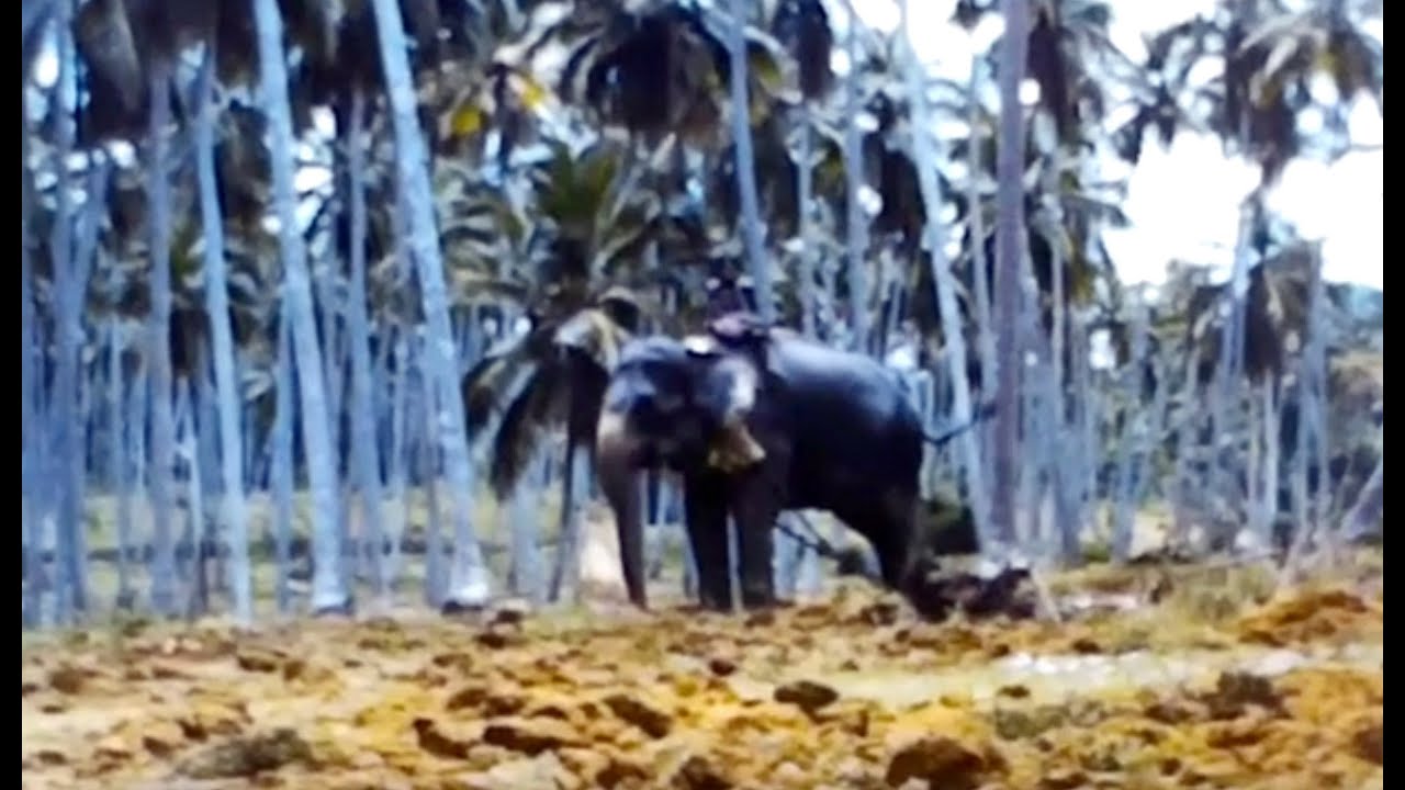 Ceylon, Sri Lanka part 3