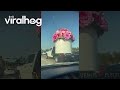 Giant Valentines Flowers || ViralHog