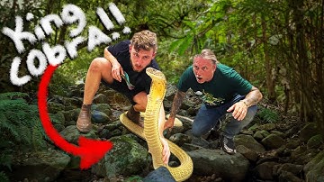 HUGE KING COBRA WITH CHANDLERS WILDLIFE!! | BRIAN BARCZYK