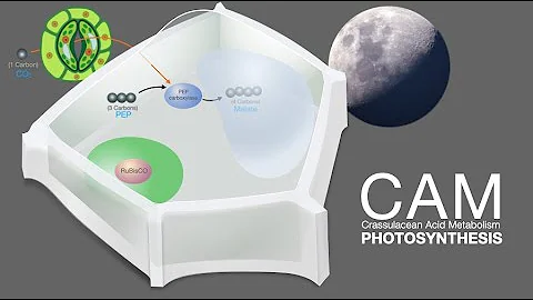 CAM photosynthesis demystified