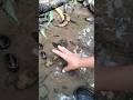 Try catching snake fish in the wild adventure alam explore travel fish