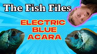 FishFile: Electric Blue Acara