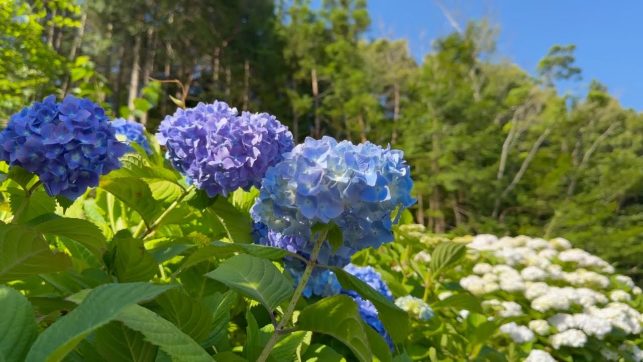 紫陽花 2025/06/05 紫陽花五分咲き 初夏のフラワーパークおおず 〜愛媛県大洲