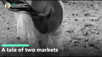 Cattle and Hogs — A Tale of Two Markets