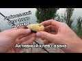 АКТИВНЫЙ КЛЕВ НА СЫРДАРЬЕ//РЫБАЛКА НА САЗАНА, КАРАСЯ